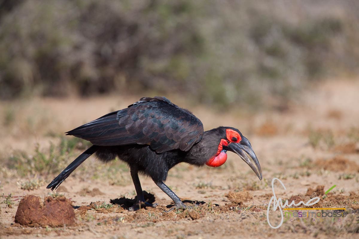 Bucorvo Cafro - Parco Nazionale Kruger - Sudafrica