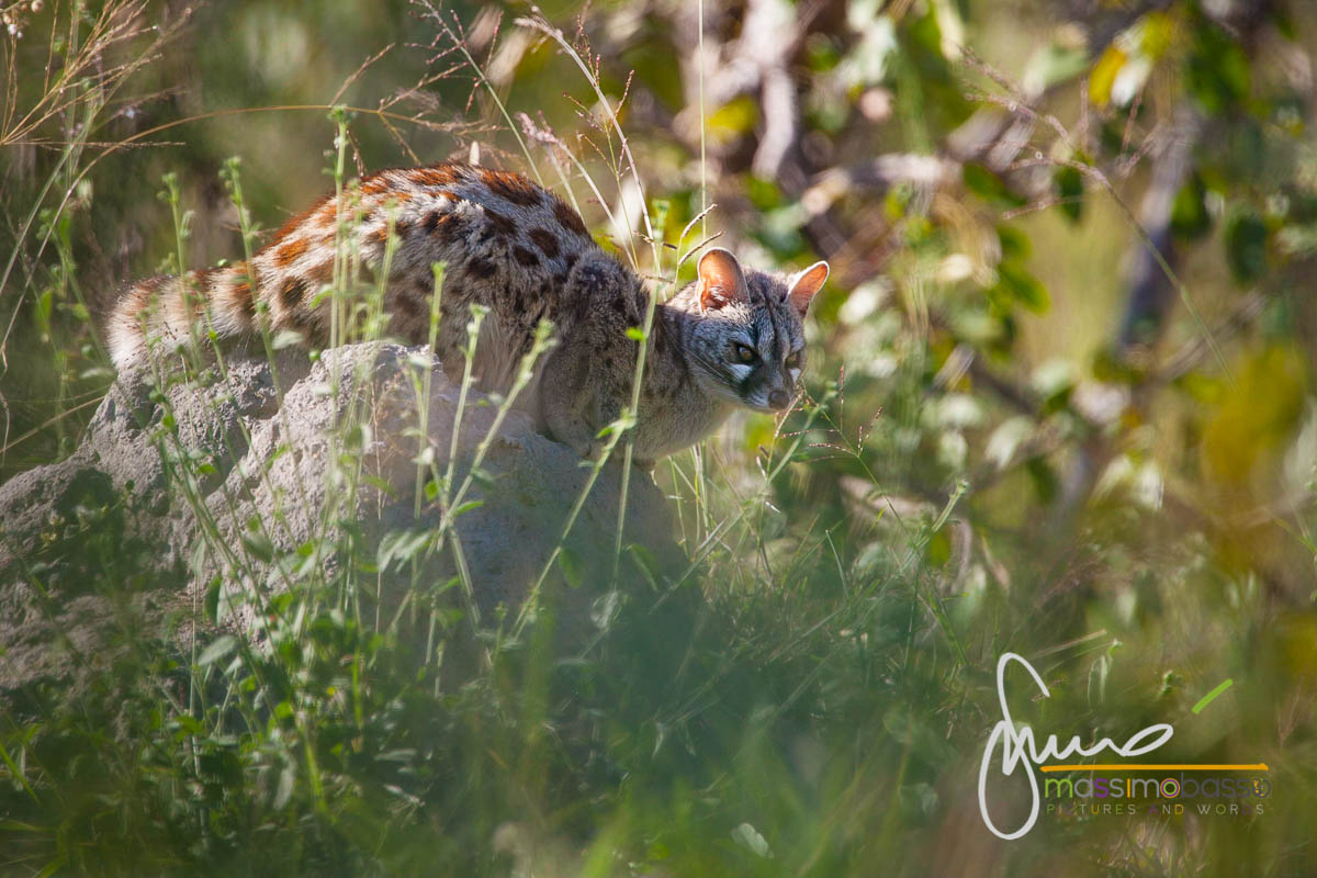 Genetta Parco Kruger