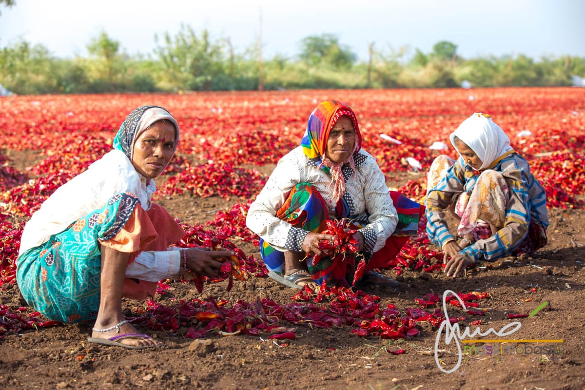 Le caste in India, raccoglitrici di peperoncini in Gujarat