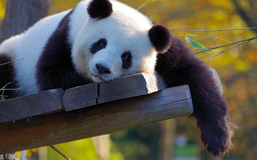 Chengdu e la riserva dei panda giganti > Viaggio ControMano