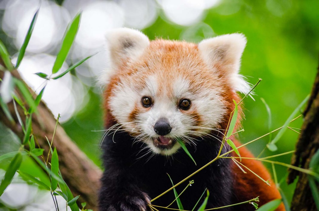 Quanti Km Fa La Panda In Riserva