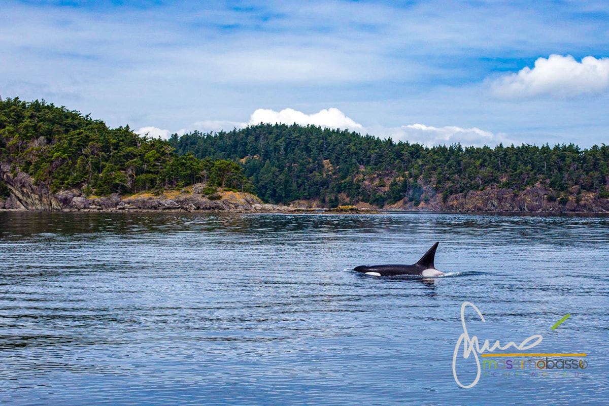 Avvistamento Delle Orche Nelle Isole San Juan - Washington