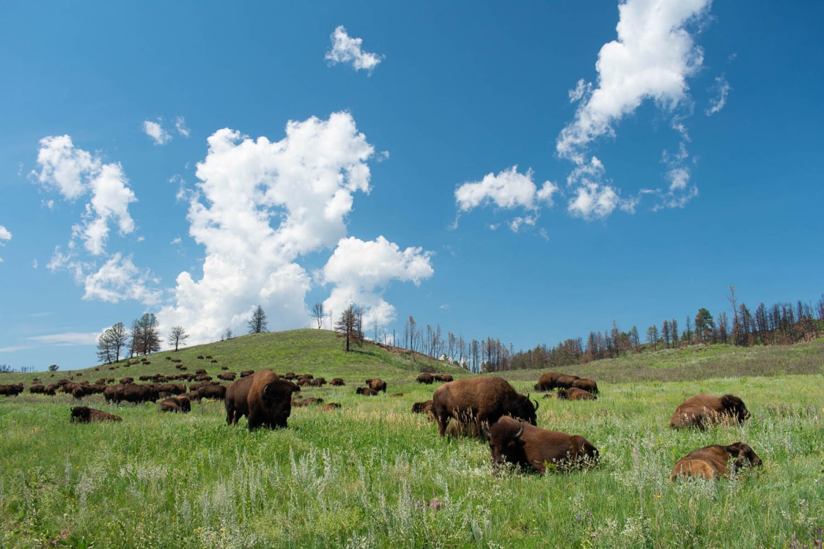 Custer State Park - South Dakota