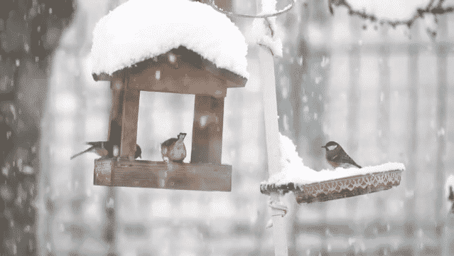 Natale in Giardino-low