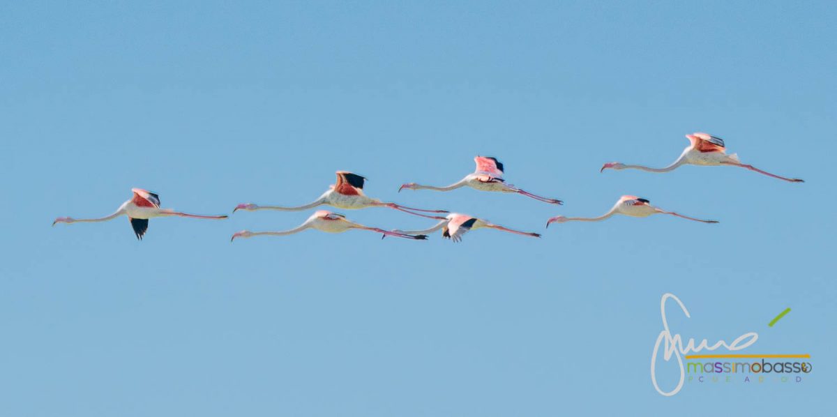 Fenicotteri nelle valli di Comacchio