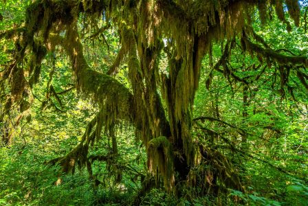 Hoh Rainforest Olympic Peninsula - Stato Di Washington