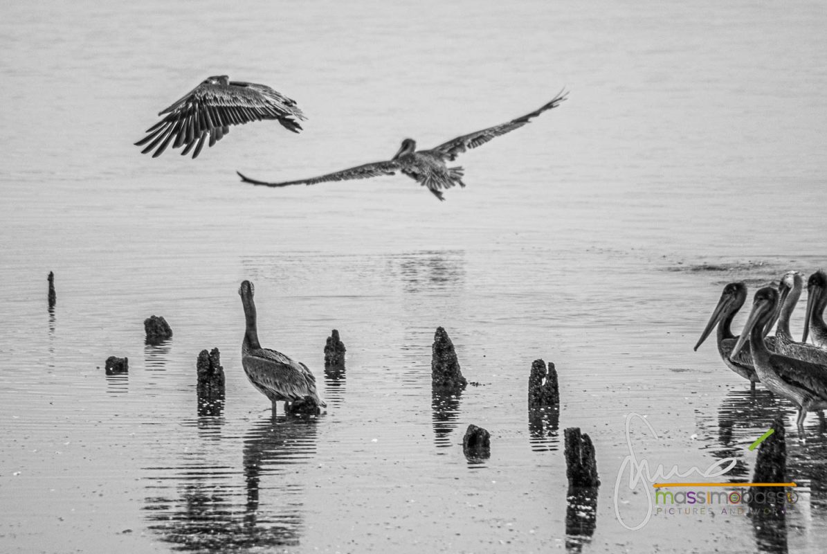 Pellicani Bruni Lungo La Costa Occidentale Dello Stato Dell'oregon A Grey's Harbor