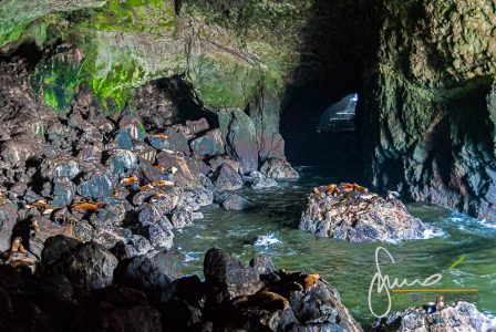 Sea Lion Cave - Oregon