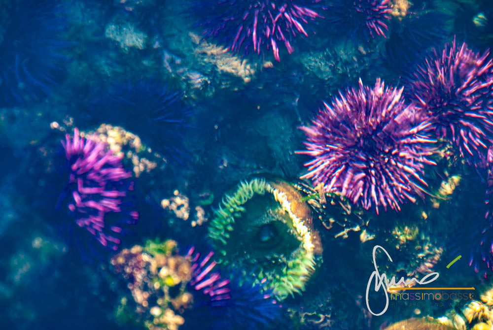 Tidal Pool @ Seal Rock