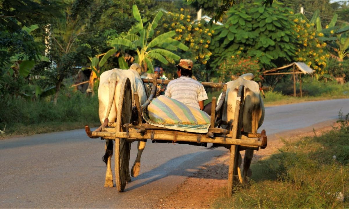 Carretto Trainato Da Buoi A Battambang