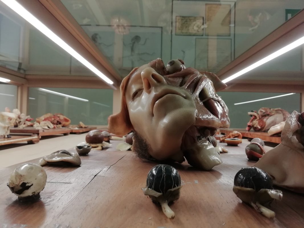Museo Delle Cere Anatomiche Bologna