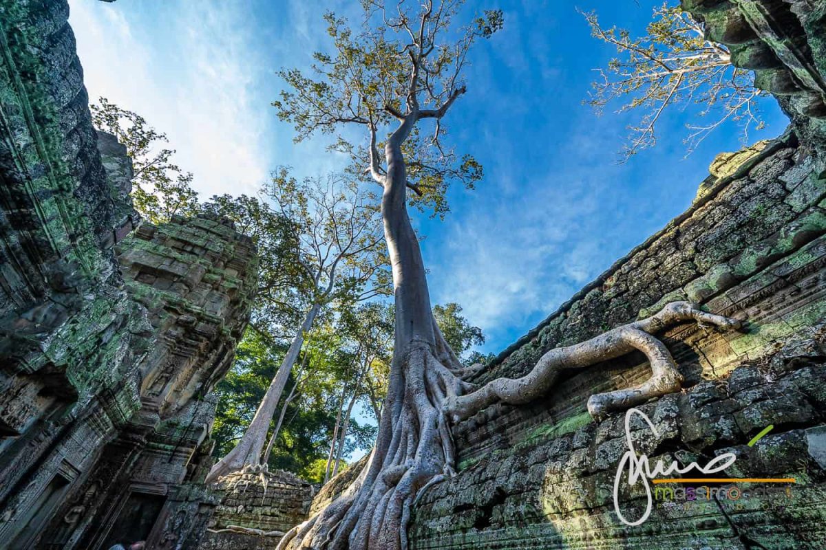 Tempio di Ta Prohm in Cambogia