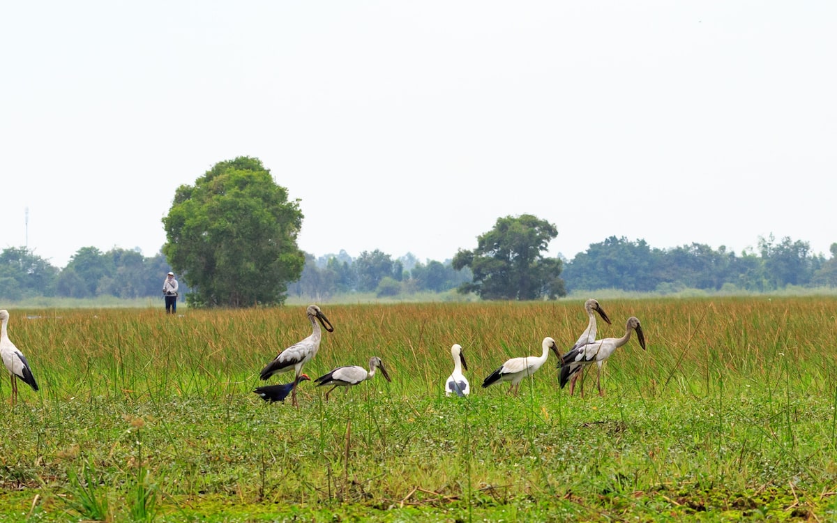Birdwatching Nel Delta Del Mekong - Parco Di Tram Chim