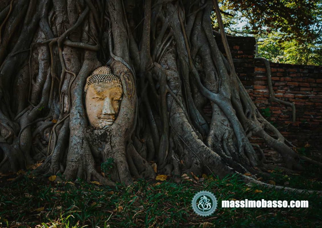Ayutthaya - Testa in pietra del Buddha incastonata in un albero