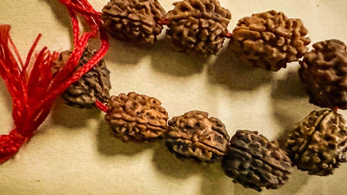 Rudraksha A Tre Facce Tri Mukhi Rudraksha Lacrime Di Shiva_
