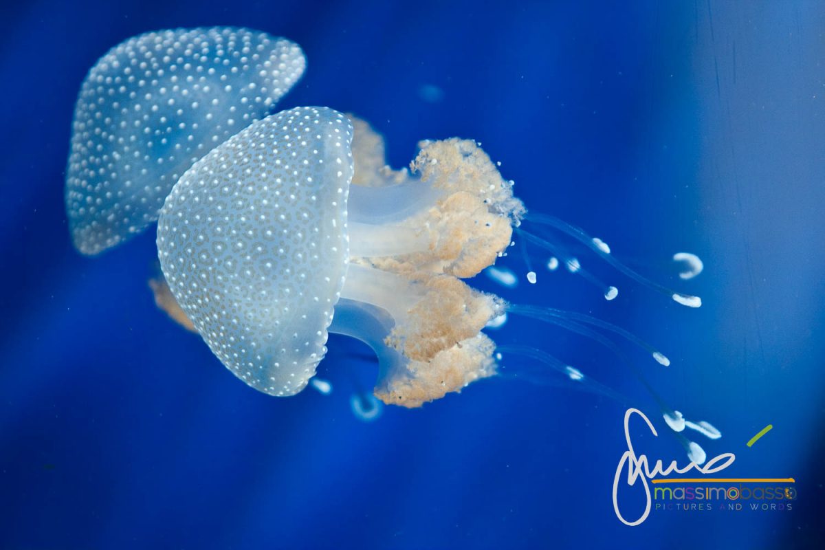 Meduse all'Acquario di Genova