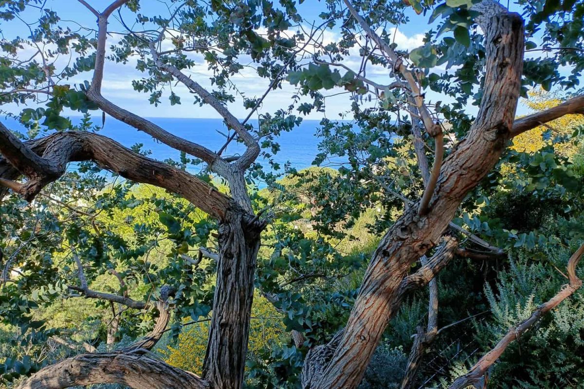 I Giardini La Mortella Ad Ischia - Fondazione William Walton-1