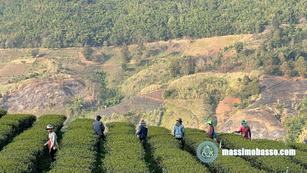 Piantagioni Di Tè Nella Zona Di Mae Salong
