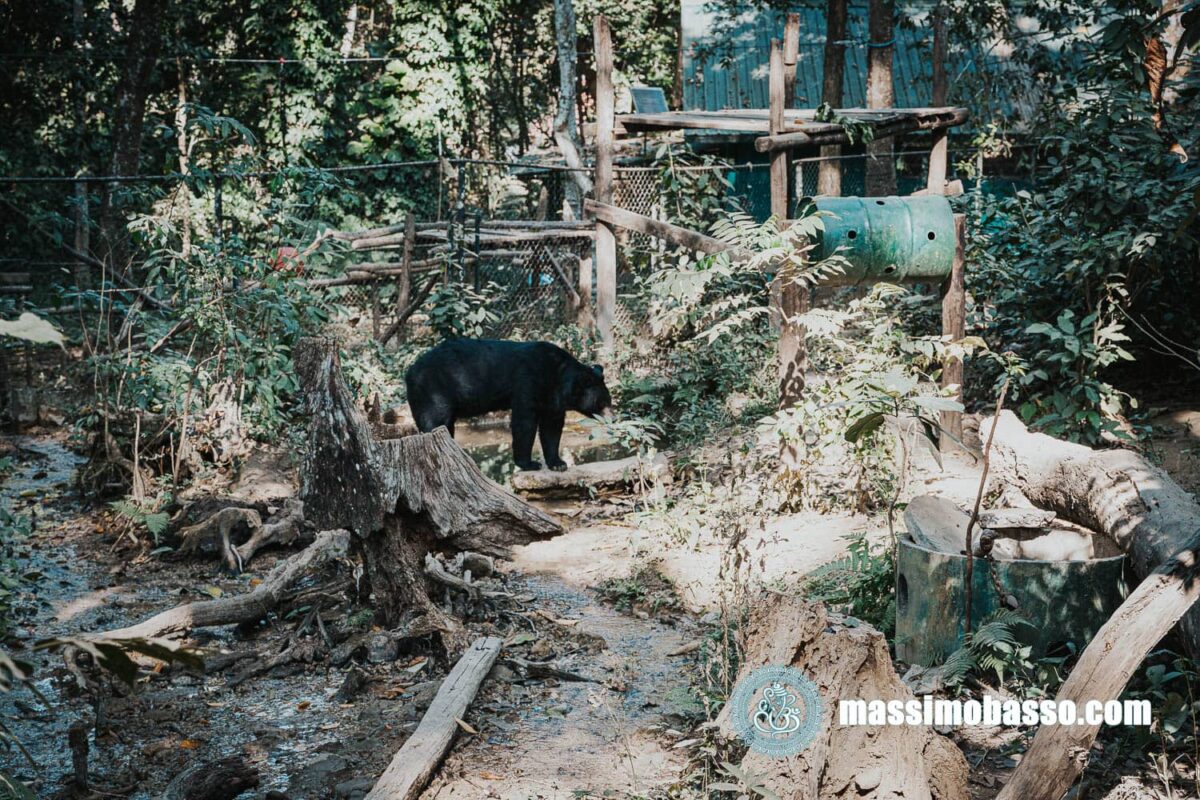 Free The Bears - Laos