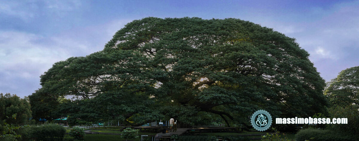 Giant Monkey Pod Tree - Albero Della Pioggia Gigante