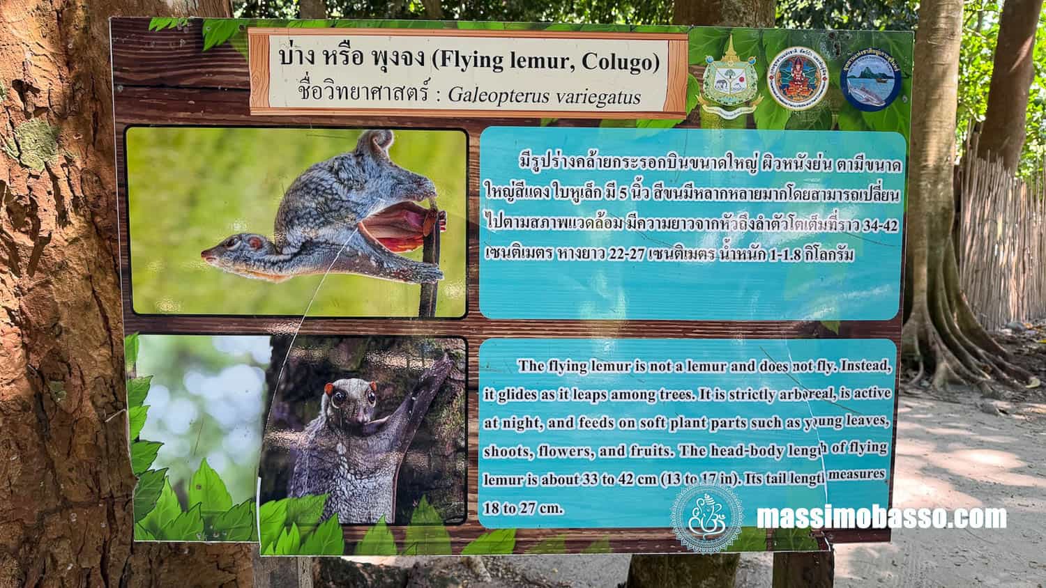 Cartello esplicativo del Galeopterus variegatus Galeopiteco variegato Colugo della sonda