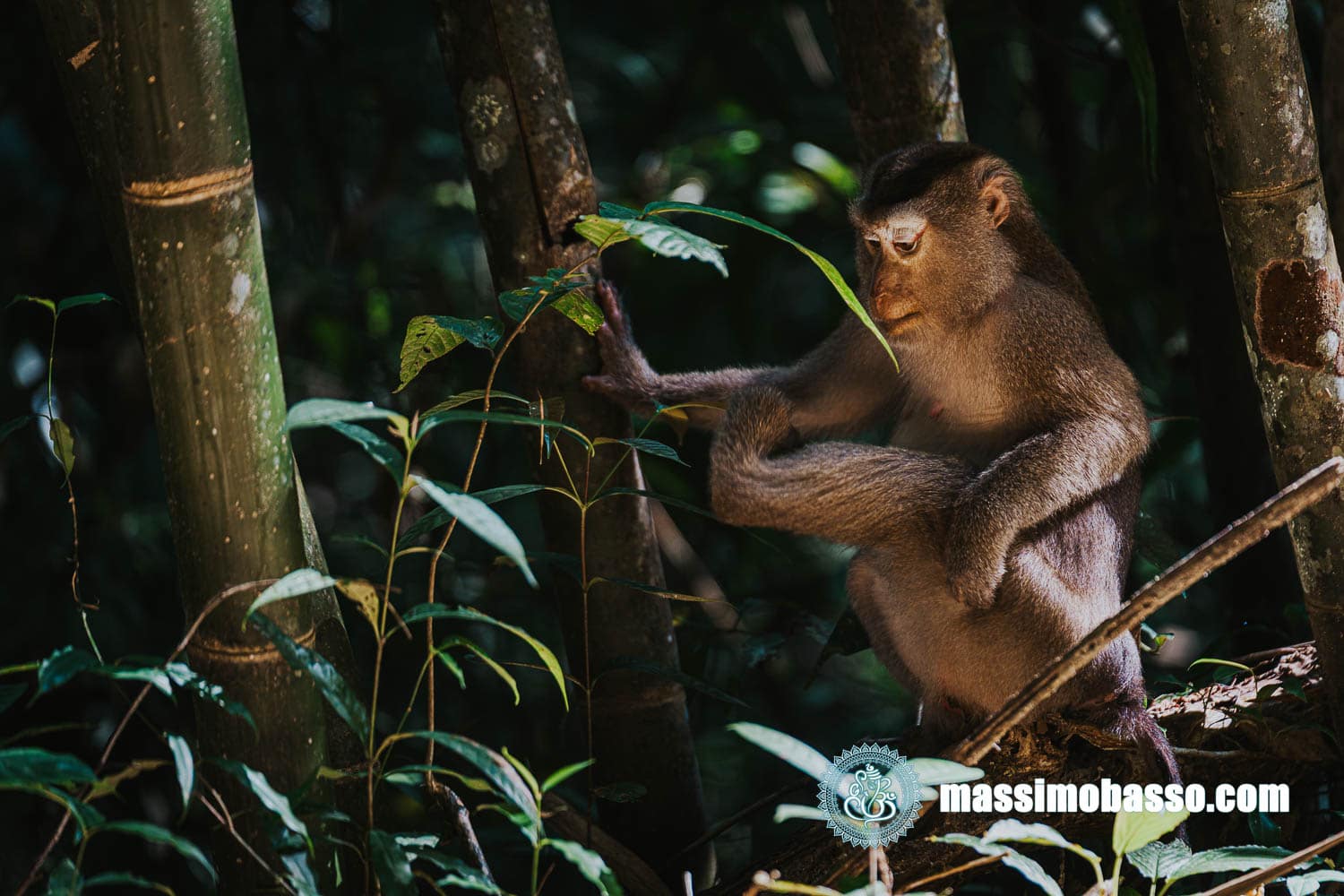 Macaco Cinomolgo - Macaca fascicularis- - Khao Sok - Thailandia