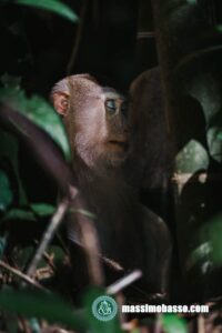 Macaco Orsino - Macaca arctoides Khao Sok National Park - Thailandia
