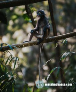 Presbite o Langur dagli occhiali - Trachypithecus obscurus -Dusky leaf monkey - Khao Sok National Park Thailandia