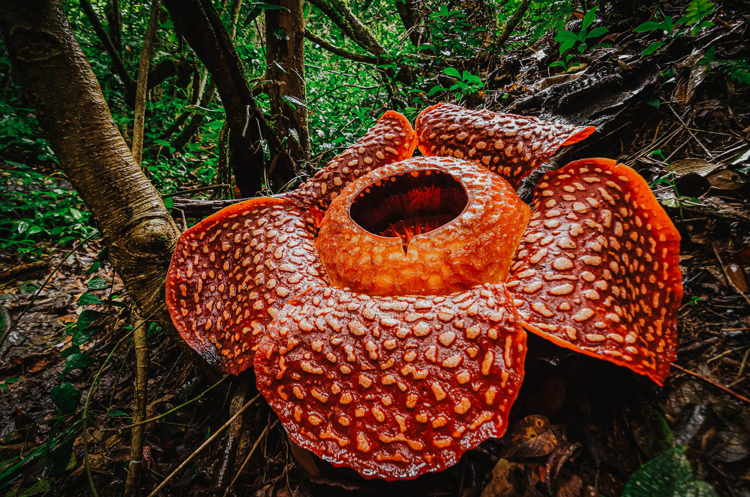 Rafflesia (immagine da Adobe Stock)