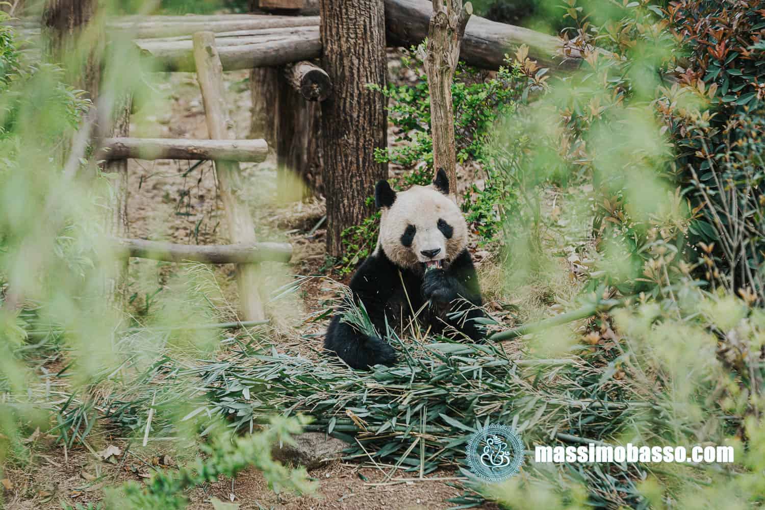 Cosa vedere a Chengdu: Panda Base - il centro per la conservazione dei Panda in CIna