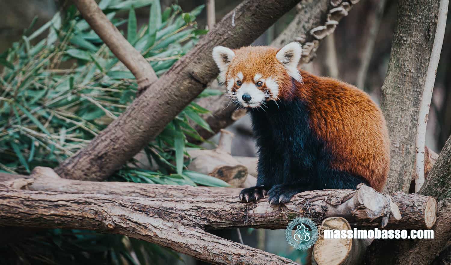 Panda Rosso o Panda Minore
