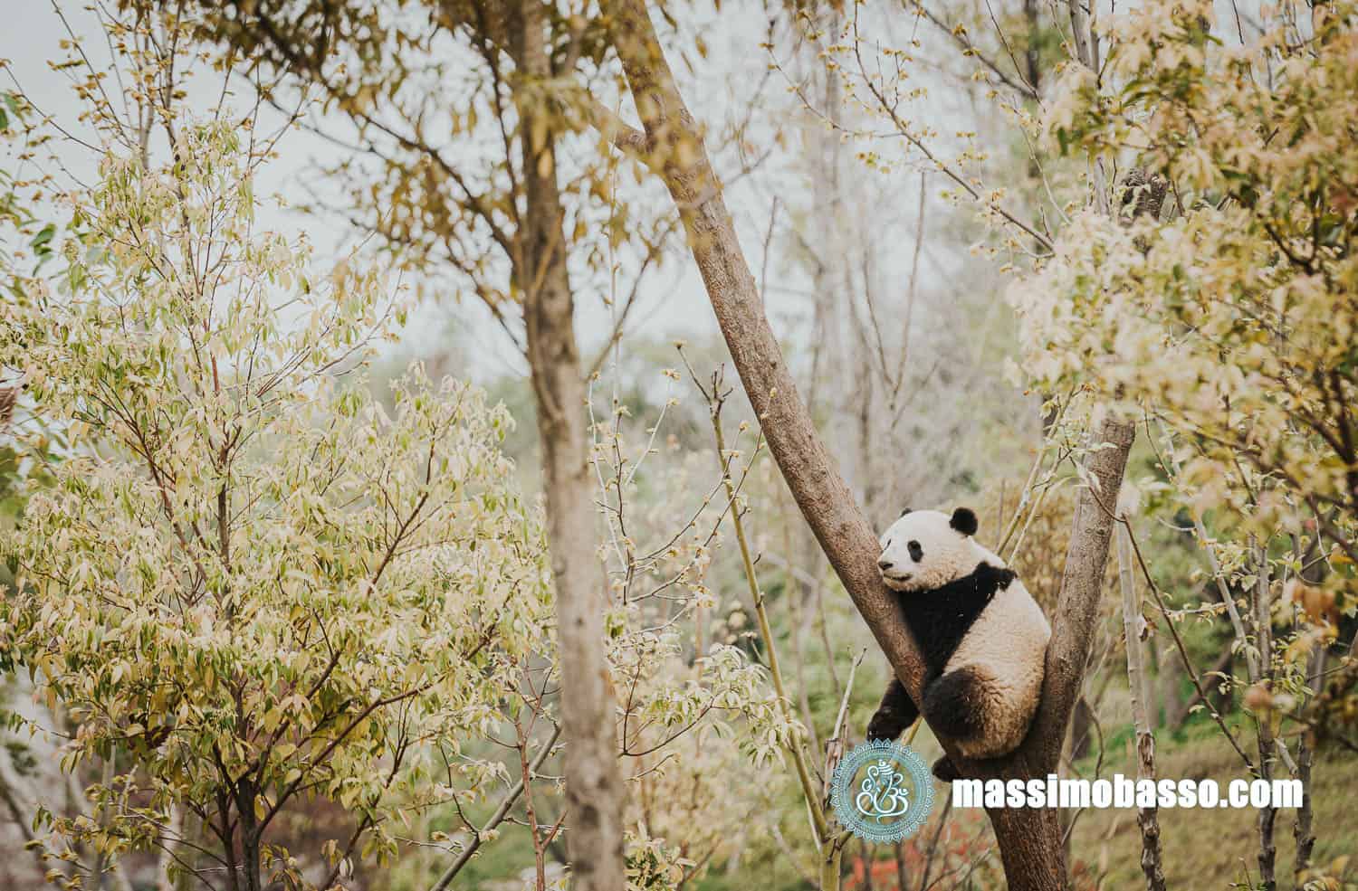 Cosa vedere a Chengdu - Chengdu Panda base