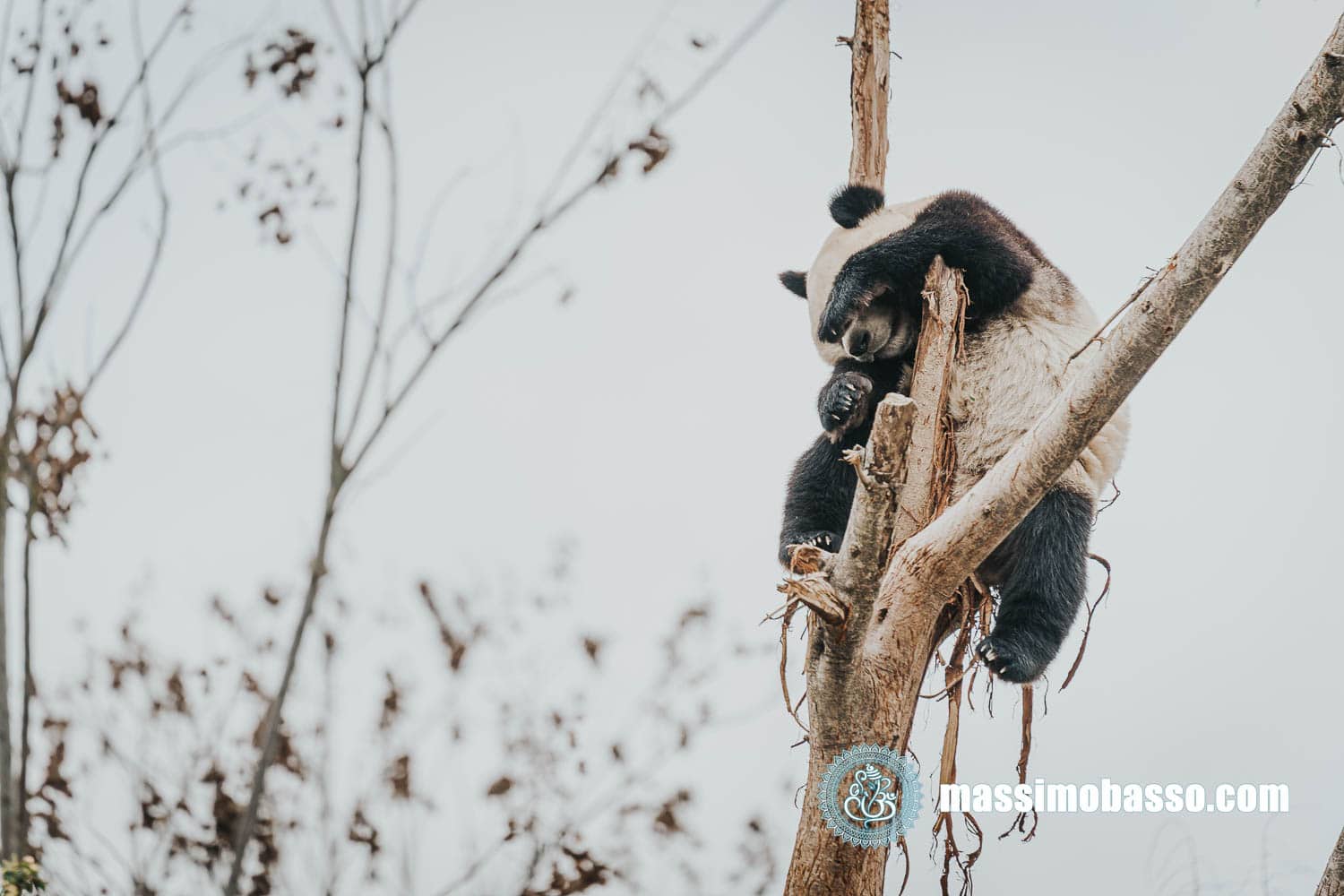 Cosa vedere a Chengdu: Panda Base - il centro per la conservazione dei Panda in CIna
