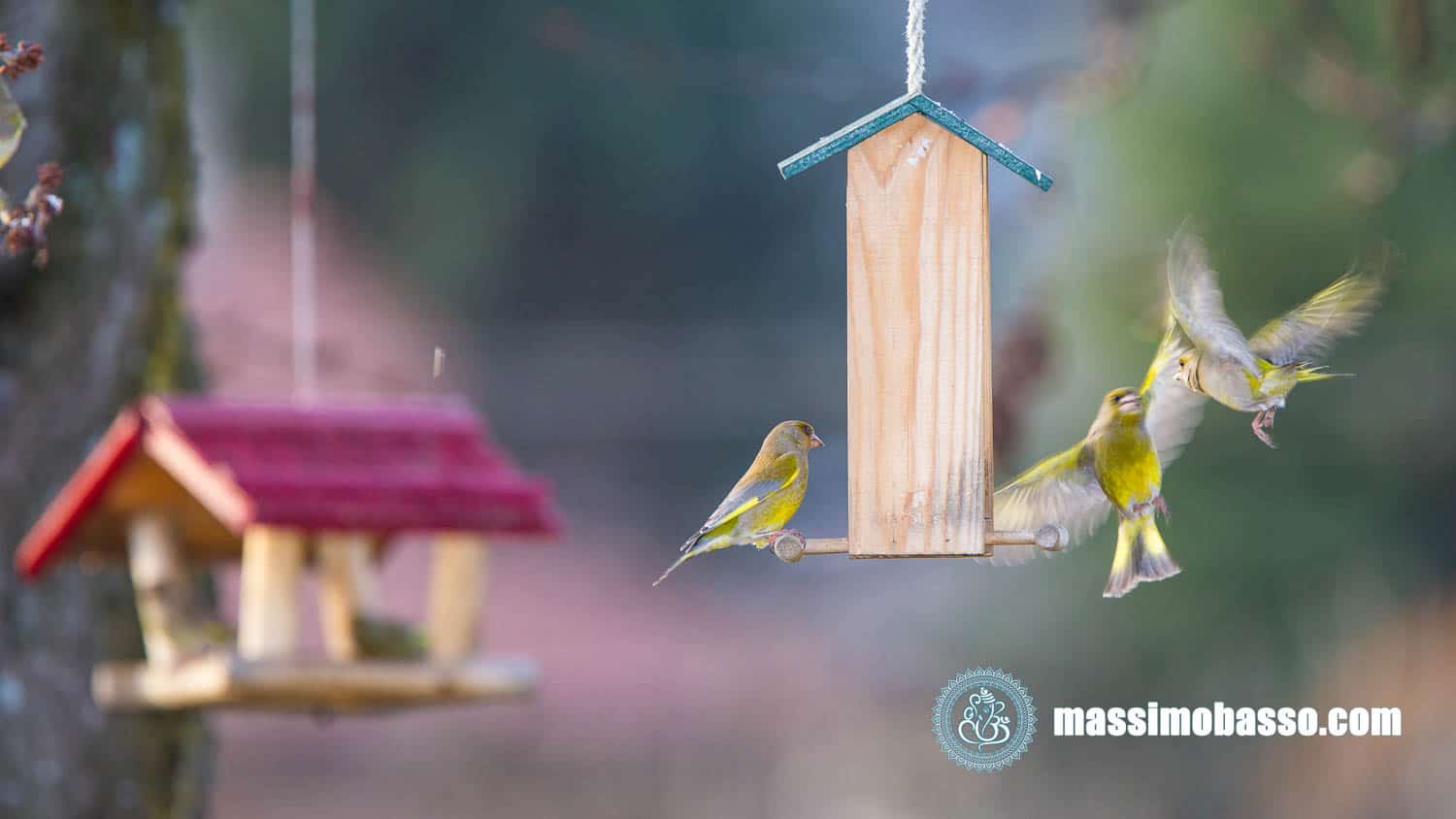 Uccellini che se le danno di santa ragione alle mangiatoie nel mio giardino