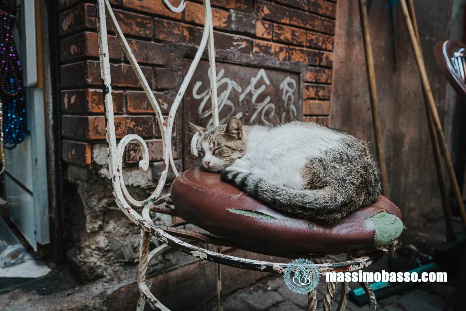 Cosa vedere a Marrakech- i gatti di marrakech