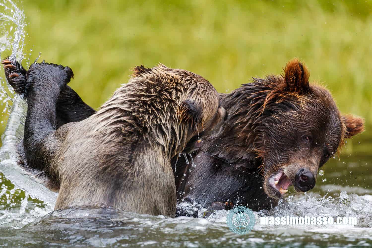 Orsi che giocano in acqua - Khutzeymateen