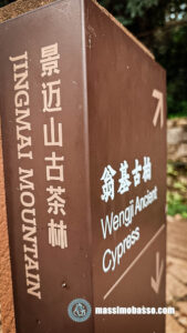 Antico Cipresso di Wengji - Montagna di Jingmai - Yunnan - Cina