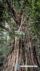 L’antico cipresso di Wengji: il Drago che ascolta i Sutra » https://www.massimobasso.com/antico-cipresso-di-wengji-leggenda-del-drago/