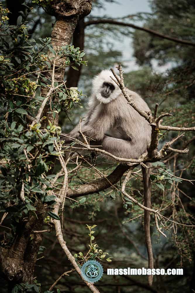 Langur al Tempio Jackoo - Shimla