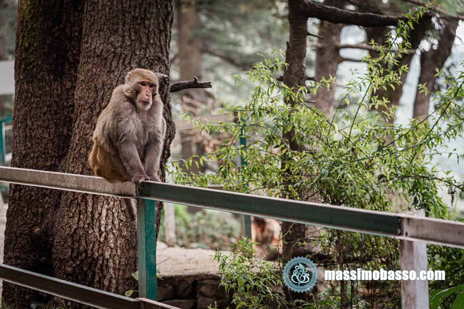 Macaco al Tempio Jackoo - Shimla
